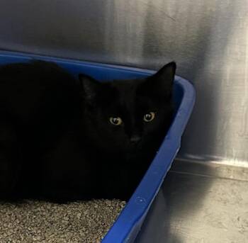 Olivia -  Domestic Short Hair Cat for Adoption in Golden, Colorado - Olivia | PetCurious