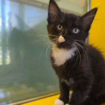 Domestic Short Hair Cats Available for Adoption in Abilene, Texas - Pinto Bean | PetCurious