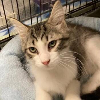 Domestic Short Hair Cats Available for Adoption in Ocean Isle Beach, North Carolina - Jovi | PetCurious