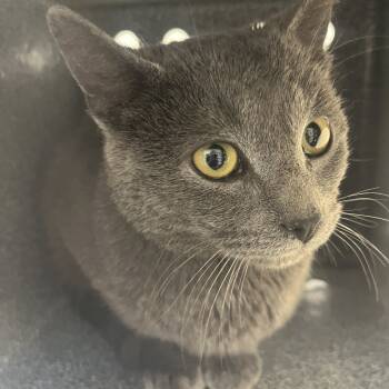 Rescue Domestic Short Hair Cats for Adoption in Harrisonburg, Virginia - 69515 | PetCurious