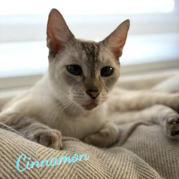 Cinnamon #super-chill -  Siamese and Domestic Short Hair Cat for Adoption in Houston, Texas - Cinnamon #super-chill | PetCurious