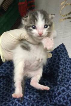 CAMI -  Domestic Short Hair Cat for Adoption in Riverside, California - CAMI | PetCurious