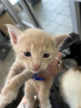 GRIFFIN -  Domestic Short Hair Cat for Adoption in San Antonio, Texas - GRIFFIN | PetCurious