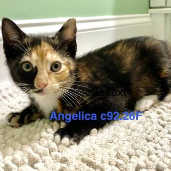 Foster Angelica -  Domestic Short Hair Cat for Adoption in Batavia, New York - Foster Angelica | PetCurious
