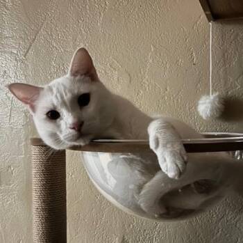 Domestic Short Hair Cats Available for Adoption - Creature | PetCurious