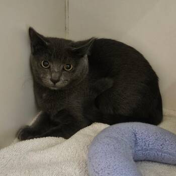Luke -  Domestic Short Hair Cat for Adoption in Oak Brook, Illinois - Luke | PetCurious