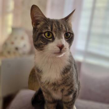 Domestic Short Hair Cats Available for Adoption in Philadelphia, Pennsylvania - Sterling | PetCurious