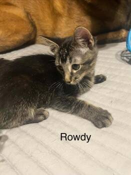 Rowdy -  Domestic Short Hair Cat for Adoption in Groveland, Massachusetts - Rowdy | PetCurious