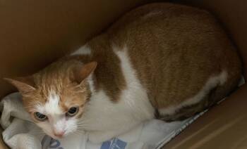 Rescue Domestic Short Hair Cats for Adoption in Roanoke, Virginia - Ginger | PetCurious