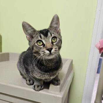Domestic Short Hair Cats Available for Adoption in Frankfort, Kentucky - Lucinda 5548C | PetCurious