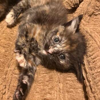 Sadie -  Domestic Short Hair Cat for Adoption in Westminster, California - Sadie | PetCurious