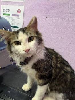 Domestic Long Hair Cats Available for Adoption in El Paso, Texas - 60798352 | PetCurious