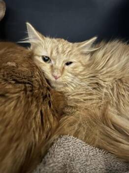 Rescue Domestic Medium Hair Cats for Adoption in Dekalb, Illinois - Dos Equis | PetCurious