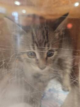 BOBBI JO DINGLEBERRY -  Domestic Short Hair Cat for Adoption in Louisville, Kentucky - BOBBI JO DINGLEBERRY | PetCurious