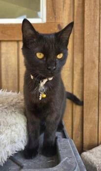 North -  Bombay and Domestic Short Hair Cat for Adoption in Attalla, Alabama - North | PetCurious