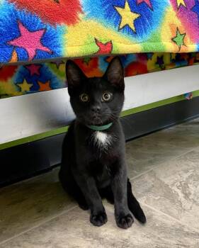 Kyanite -  Domestic Short Hair Cat for Adoption in Fargo, North Dakota - Kyanite | PetCurious