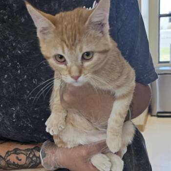 Rescue Domestic Short Hair Cats for Adoption in Midland, Texas - Iuduna | PetCurious