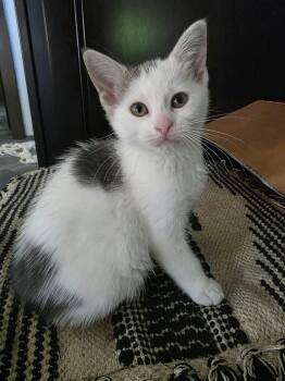 Velma - Sweet and affectionate kitten -  Domestic Short Hair Cat for Adoption in Muskego, Wisconsin - Velma - Sweet And Affectionate Kitten | PetCurious
