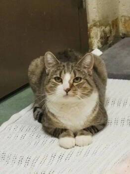 Victor -  Domestic Short Hair Cat for Adoption in Williamsport, Pennsylvania - Victor | PetCurious