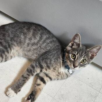 Firecracker -  Domestic Short Hair Cat for Adoption in Cincinnati, Ohio - Firecracker | PetCurious
