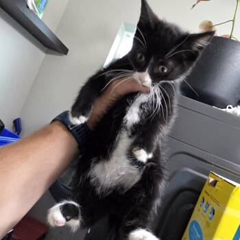 New Baby 9 -  Domestic Medium Hair Cat for Adoption in Maple Falls, Washington - New Baby 9 | PetCurious
