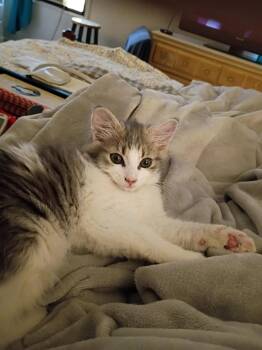 Domestic Short Hair Cats Available for Adoption - Diana | PetCurious