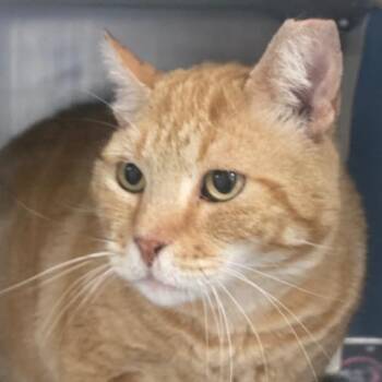 Rusty -  Domestic Short Hair Cat Available for Adoption in West Palm Beach, Florida - Rusty | PetCurious