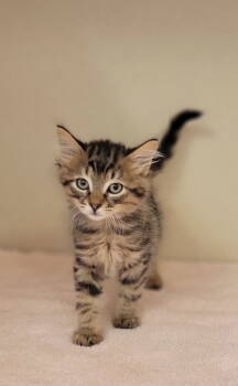 Rescue Domestic Long Hair Cats for Adoption - Munk | PetCurious