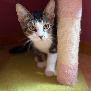 San Angelo 56456 -  Domestic Short Hair Cat for Adoption in Eaton Rapids, Michigan - San Angelo 56456 | PetCurious