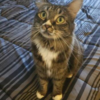 Nyx -  Domestic Medium Hair and Tabby Cat for Adoption in Gilbert, Arizona - Nyx | PetCurious