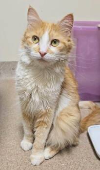 Domestic Medium Hair Cats Available for Adoption - Lulu - Lap Cat, So Cute! | PetCurious
