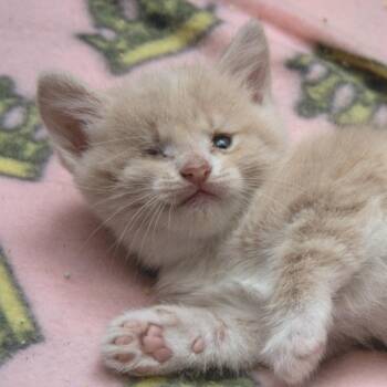 Francisca -  Domestic Short Hair Cat for Adoption in Wichita, Kansas - Francisca | PetCurious