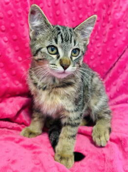 Rescue Domestic Short Hair Cats for Adoption in Plano, Texas - Twixy | PetCurious