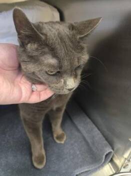 Domestic Short Hair Cats Available for Adoption in Montreal, Quebec - Bouriquet | PetCurious