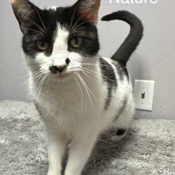 Nature -  Domestic Short Hair Cat for Adoption in Tipp City, Ohio - Nature | PetCurious