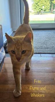 Frito -  Domestic Short Hair Cat for Adoption in New Hartford, New York - Frito | PetCurious