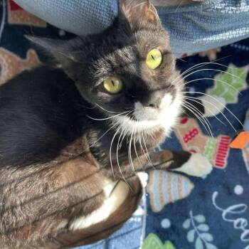 Domestic Short Hair Cats Available for Adoption in Winthrop, Maine - Eclipse | PetCurious