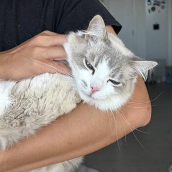 Koki (8 years) -  Ragdoll Cat for Adoption in Los Angeles, California - Koki (8 Years) | PetCurious