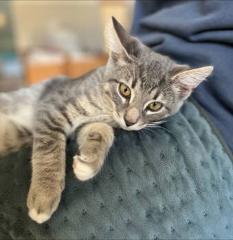 Rescue Domestic Short Hair Cats for Adoption in Alexandria, Virginia - Hubbard - KITTEN In Foster | PetCurious