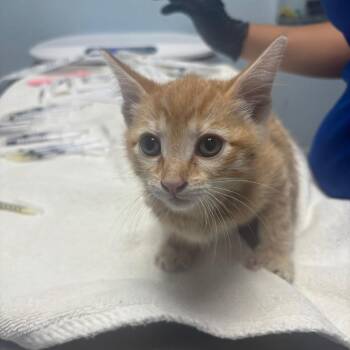 Bodega -  Domestic Short Hair Cat for Adoption in Riverside, California - Bodega | PetCurious