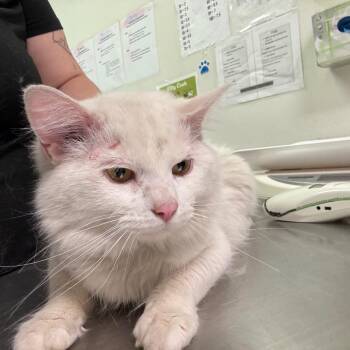 Domestic Long Hair Cats Available for Adoption in Charleston, West Virginia - Yellow | PetCurious