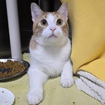 Oliver -  Domestic Short Hair Cat for Adoption in Fort Wayne, Indiana - Oliver | PetCurious