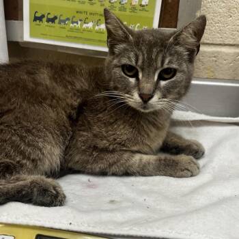 Domestic Short Hair Cats Available for Adoption in Memphis, Tennessee - Sugar | PetCurious