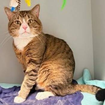 Domestic Short Hair Cats Available for Adoption in New York, New York - Kiddy | PetCurious