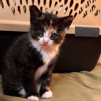 Domestic Short Hair Cats Available for Adoption - Stardust 3 | PetCurious