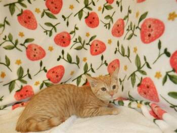A1405926 -  Domestic Short Hair Cat for Adoption in San Jose, California - A1405926 | PetCurious