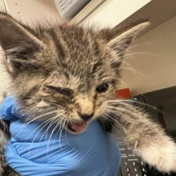 72682 -  Domestic Short Hair Cat for Adoption in Harrisonburg, Virginia - 72682 | PetCurious