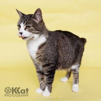 Granny -  Domestic Short Hair Cat for Adoption in Crescent, Oklahoma - Granny | PetCurious