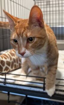 Elvis Purrsley -  Tabby Cat for Adoption in Raymond, Washington - Elvis Purrsley | PetCurious