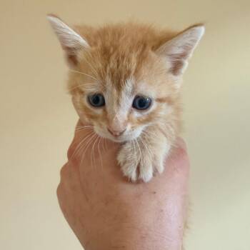 Archie -  Domestic Short Hair Cat for Adoption in Corinth, Mississippi - Archie | PetCurious